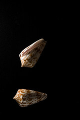 Cone Shell Macro close up