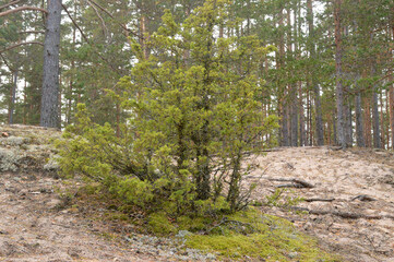 Young pine tree in forest.