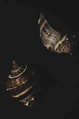 snail seashell macro close up