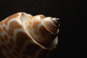 Babylon Snail shell Macro close up