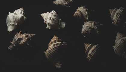 Fototapeta premium snail seashell macro close up