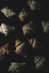 snail seashell macro close up