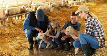 Cheerful Caucasian mother and father with small happy kids - son and daughter petting lamb in stable with hay. Parents with little boy and girl caressing and stroking animal at farm. Family of farmers © VAKSMANV
