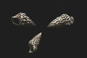 Nassa Gastropods shells Macro close up