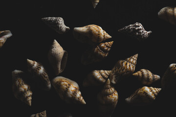 Nassa Gastropods shells Macro close up