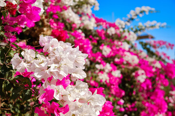 Obraz premium Purple and white flowers on the bush. Thorny ornamental Bougainvillea spectabilis