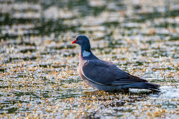 Wood Pigeon or Columba palumbus washes in water