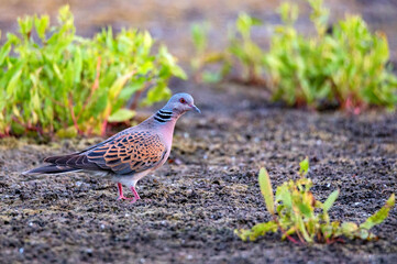 European Turtle Dove or Streptopelia turtur on ground