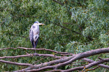 Gray heron sitting on the gray tree