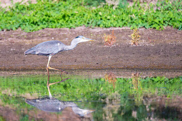 Grey heron or ardea cinerea stands in water