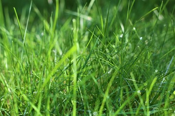 Green lawn with dew drops in the morning sun