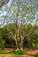 Fototapeta na wymiar árvores do parque da luz, florianópolis, florianopolis, santa catarina, brasil,