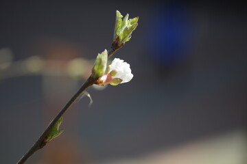 Cherry tree flowers 벚나무 꽃