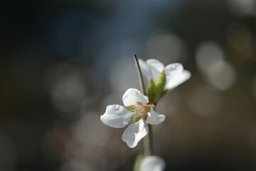 Fototapeta na wymiar Cherry tree flowers 벚나무 꽃