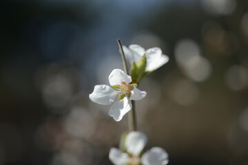 Obraz na płótnie Canvas Cherry tree flowers 벚나무 꽃