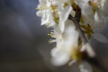 Cherry tree flowers 벚나무 꽃