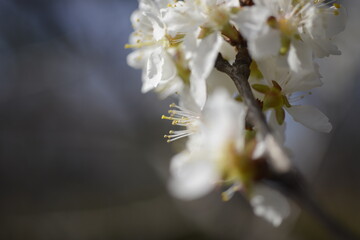 Cherry tree flowers 벚나무 꽃