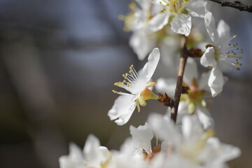 Cherry tree flowers 벚나무 꽃