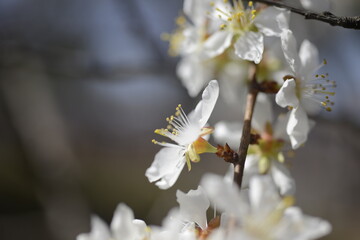 Cherry tree flowers 벚나무 꽃