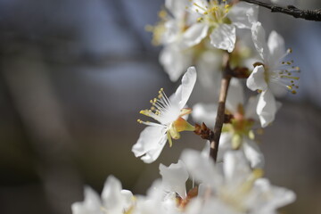 Cherry tree flowers 벚나무 꽃