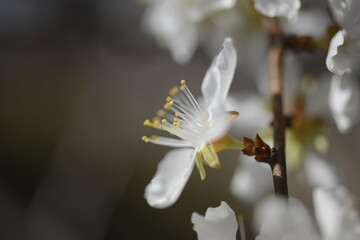 Cherry tree flowers 벚나무 꽃