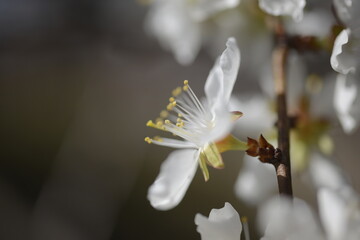 Cherry tree flowers 벚나무 꽃