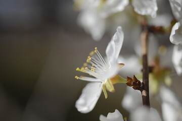 Cherry tree flowers 벚나무 꽃