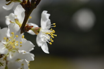 Cherry tree flowers 벚나무 꽃