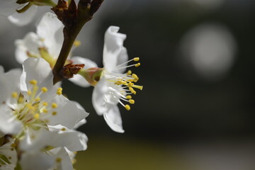 Cherry tree flowers 벚나무 꽃