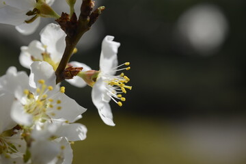 Cherry tree flowers 벚나무 꽃