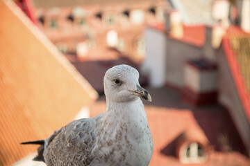fat seagull on a viewing platform in Tallinn