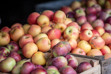 Apples on display at a farmers market