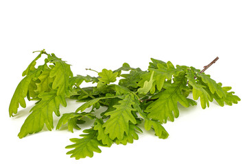 Young sprig of oak with leaves, isolated on white background