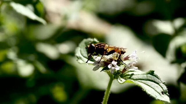 Syrphe sur fleur.