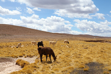 Llamas graze near Salar de Uyuni in Bolivia