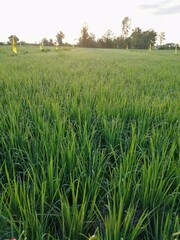 green rice field