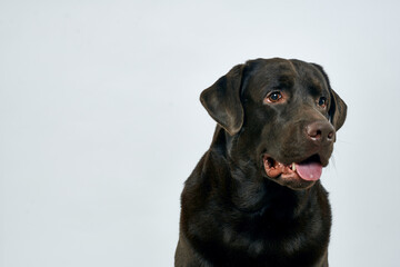 purebred dog on a light background pet cropped view close-up