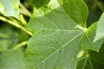 Green Ricinus communis leaf multi purpose