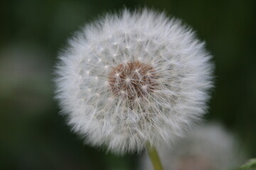 Pusteblume