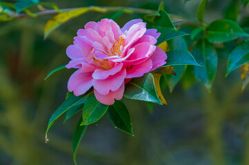 Pink Camellia in Flower