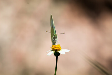 MARIPOSA DE FRENTE