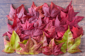 Collection of red, green, and orange fall leaves on dark wood, as a nature background
