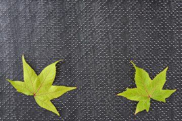 Beginnings of fall color in green leaves with red veins on a black patterned background

