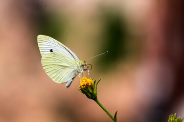 MARIPOSA EN FLOR