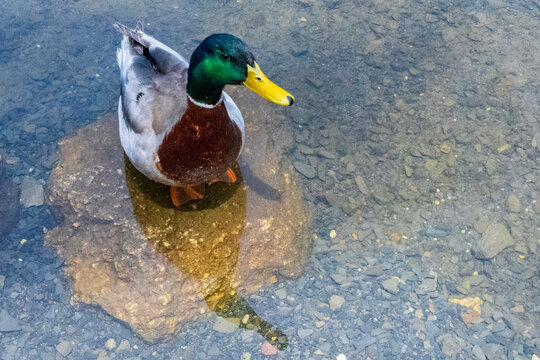 Bright mallard duck in clear water