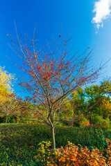 Fall in Central Park