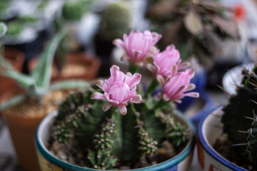 Beautiful blooming cactus flower,vintage tone