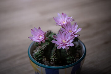 Beautiful blooming cactus flower,vintage tone