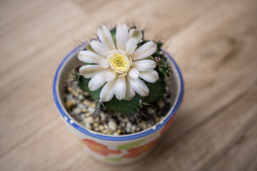 Beautiful blooming cactus flower,vintage tone