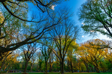 Fototapeta premium Colorful trees Central Park autumn